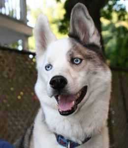 Husky dog with blue eyes and a partially brown, partially white face, smiling.