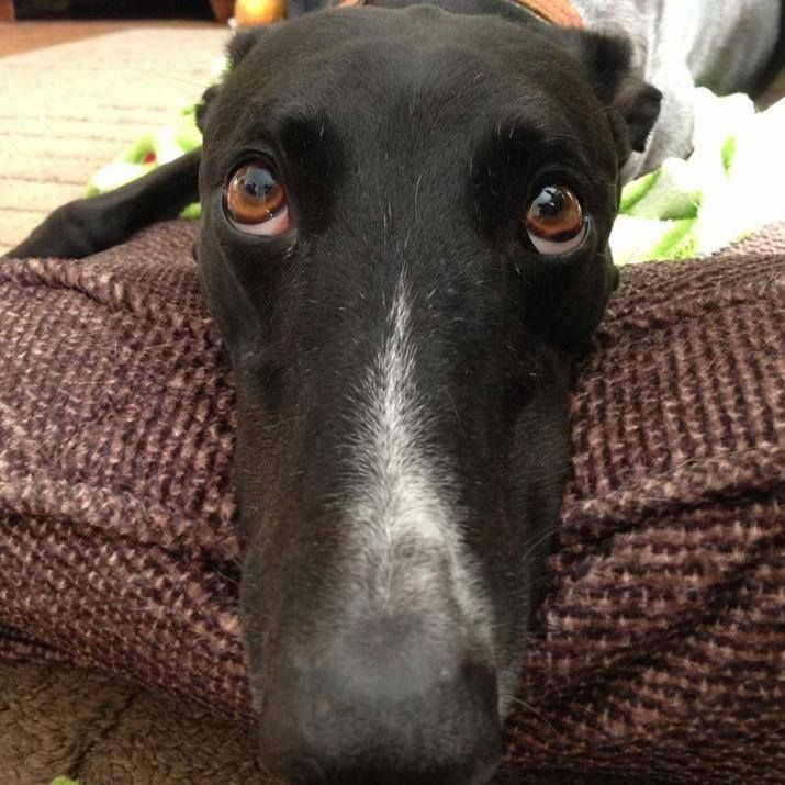 Black Greyhound with brown eyes rests on a brown cushion, gazing at the camera.