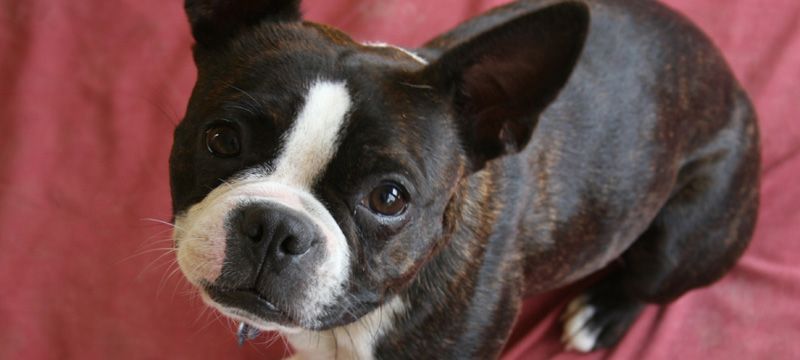 Black and white Boston Terrier dog looking up with big brown eyes on a pink background.