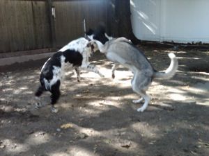 Two dogs playing in a dirt yard. One black and white, one gray, both standing.
