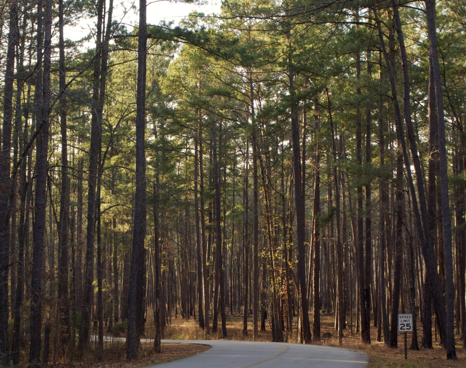 A road going through a forest with a speed limit of 25