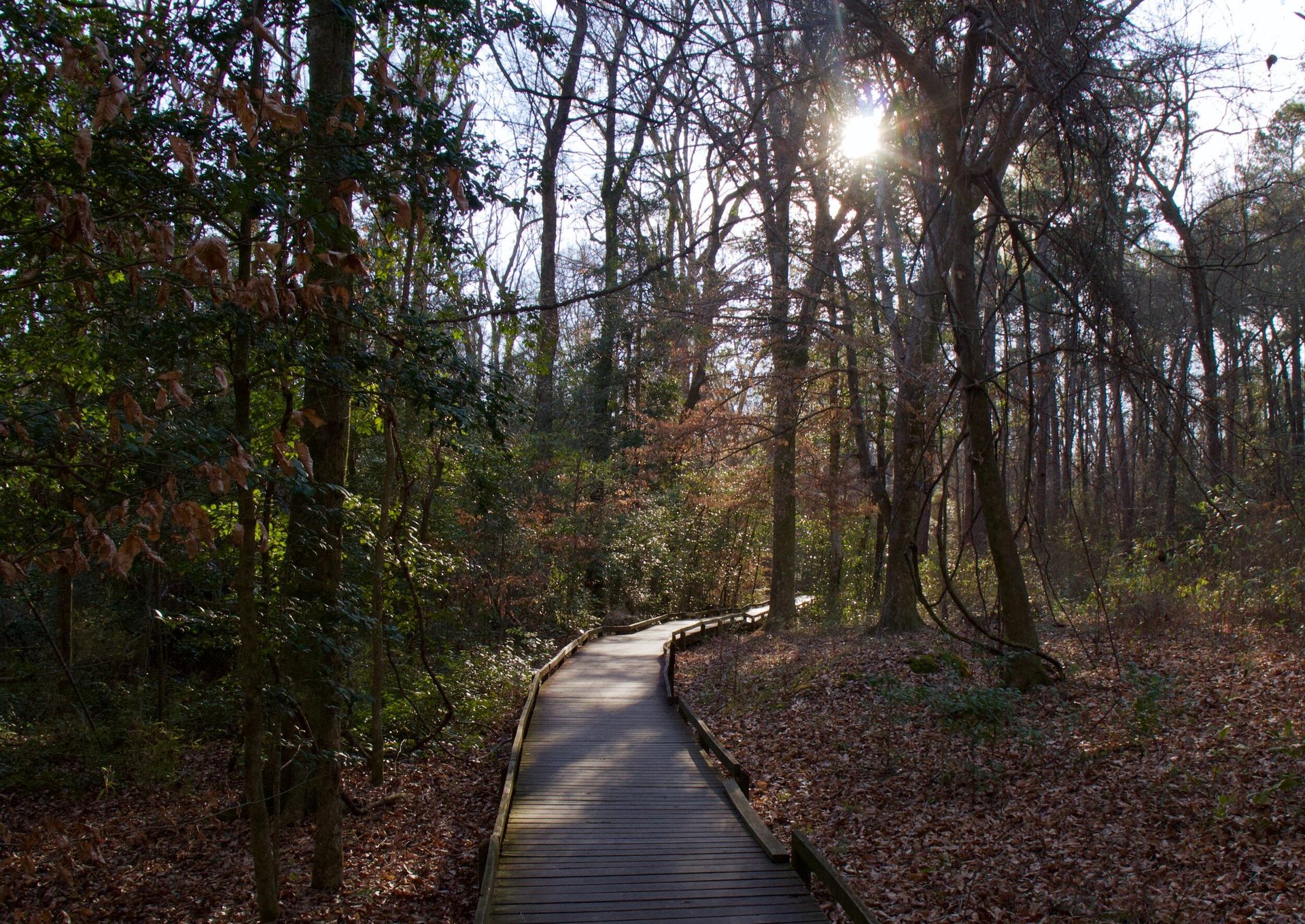 The sun is shining through the trees on a wooden path in the woods.