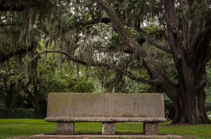 Bench in Live Oak Grove