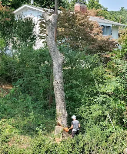 A house with a fallen tree in front of it