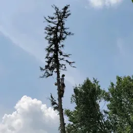 A house with a fallen tree in front of it