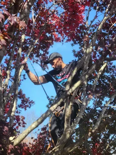 A person is cutting a tree branch with a pair of scissors.
