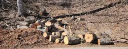 Pile of cut logs on a dirt slope near a tree.