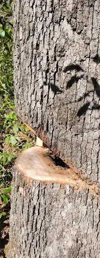 A person is cutting a tree with a chainsaw.