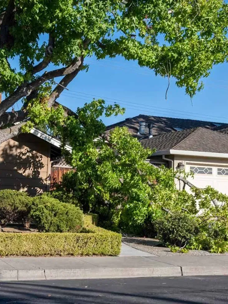 A house with a fallen tree in front of it