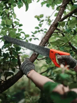 A person is cutting a tree branch with a saw.