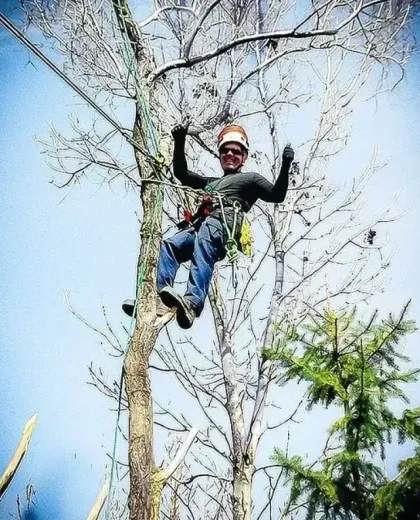 A man is hanging from a tree with a harness on.