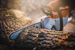 A person is cutting a tree with a chainsaw.