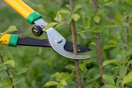A person is cutting a tree branch with a pair of scissors.