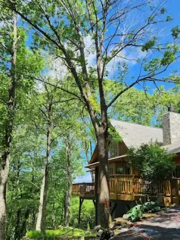 A person is cutting a tree branch with a pair of scissors.