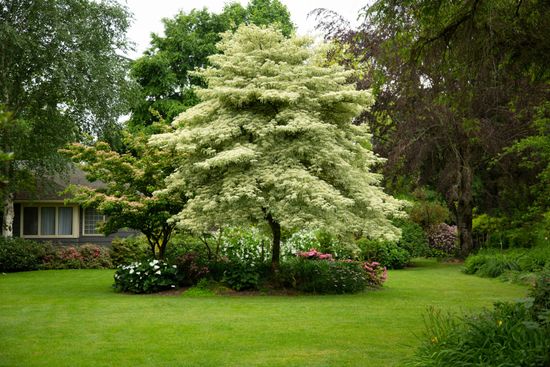 Cornus Contraversa Variegated Tree, Green Lawn