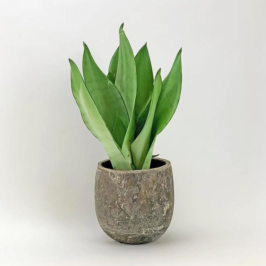 A potted plant with green leaves is sitting on a white surface.