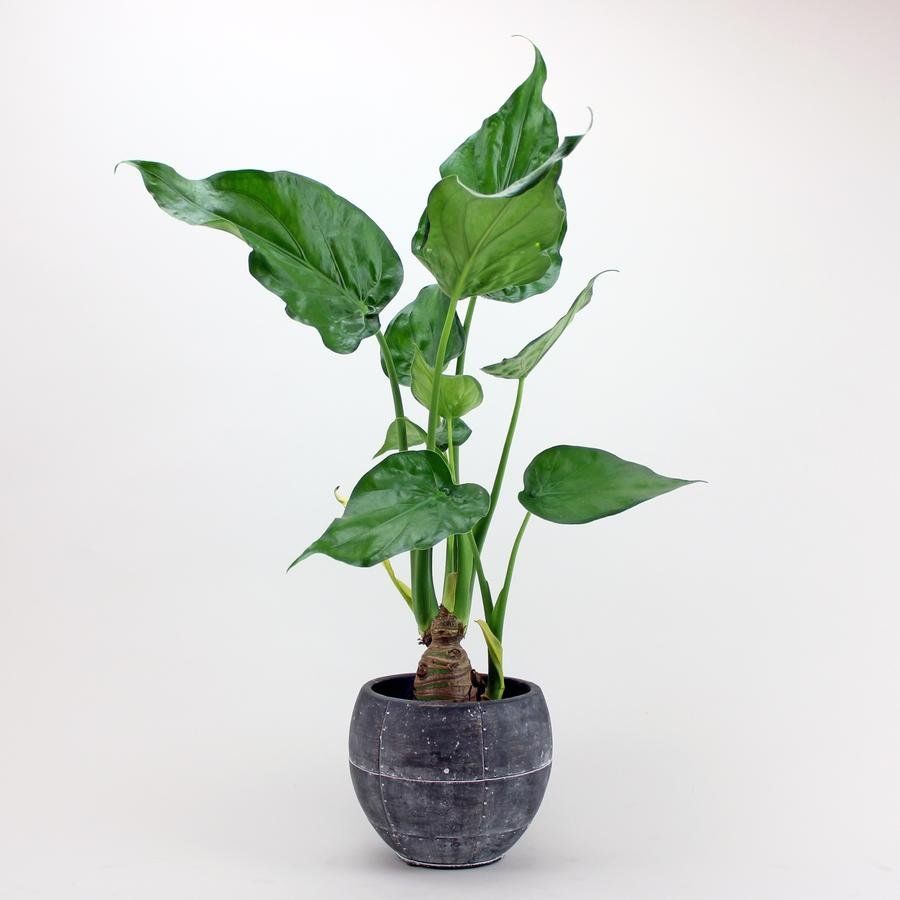 A potted plant with large green leaves is sitting on a white surface.