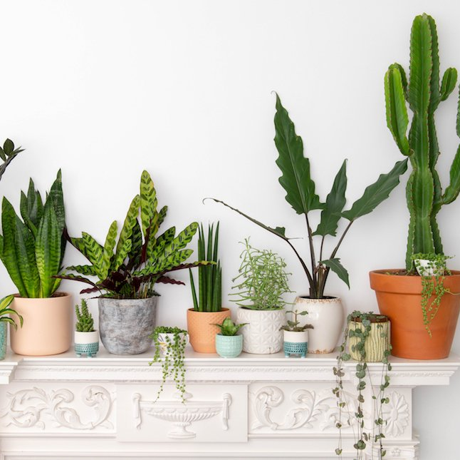 A display of potted plants on a mantle with the letters cr on it