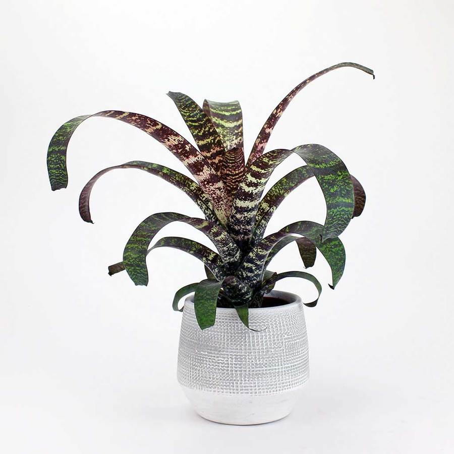 A plant in a white pot on a white background.