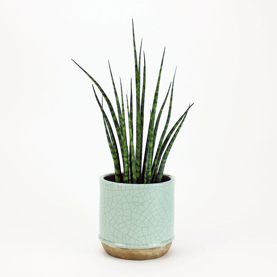 A green plant in a blue pot on a white background.