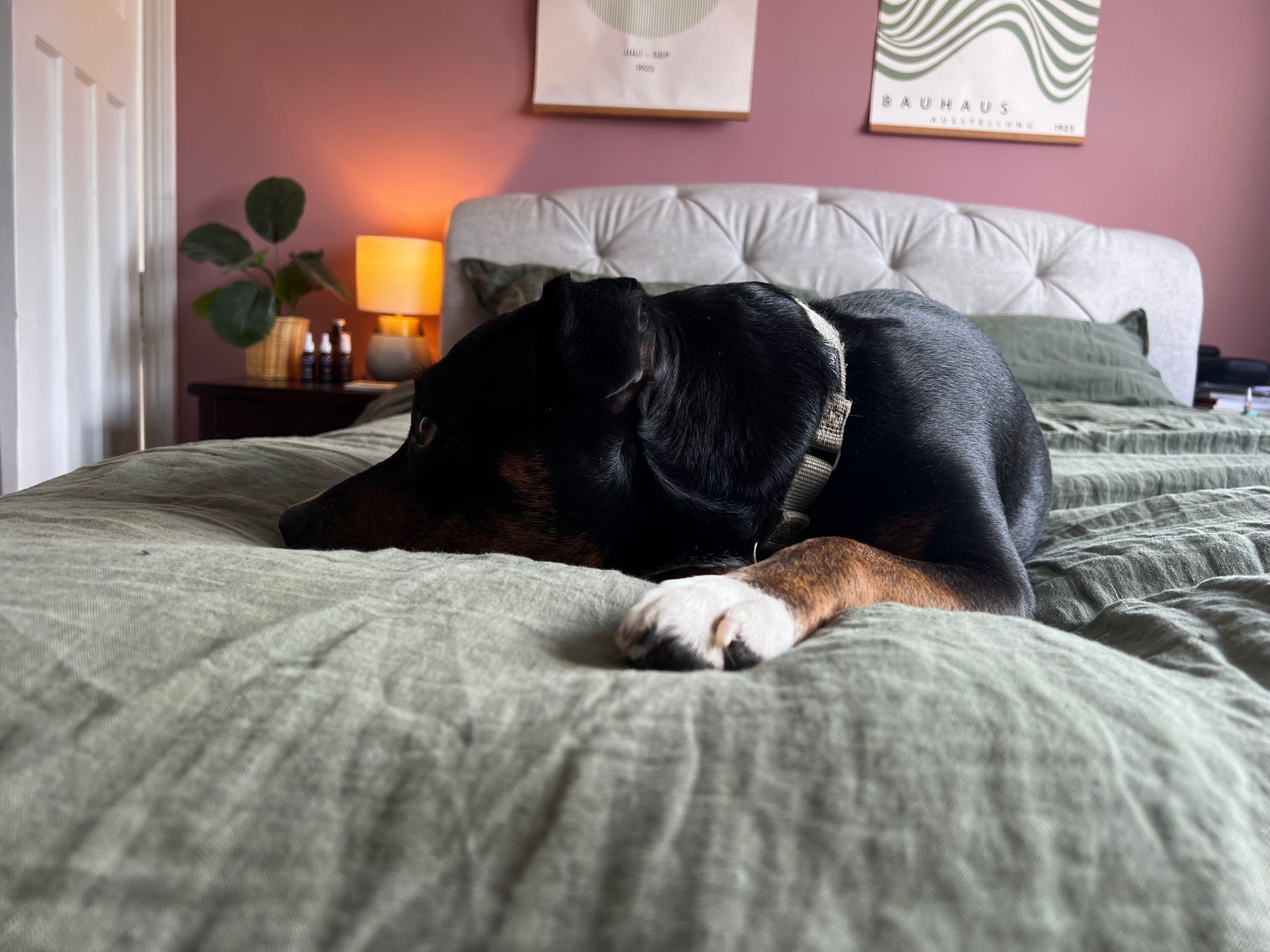 A dog is laying on a bed in a bedroom.
