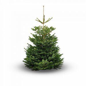 A Nordman Fir green christmas tree on a white background