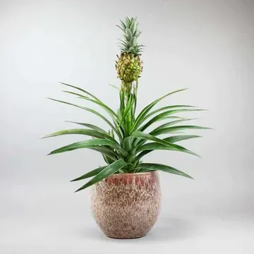 a vase filled with red and pink flowers sits on a cube