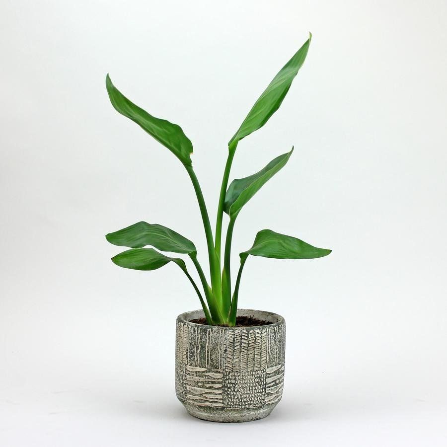 A potted plant is sitting on a white surface.