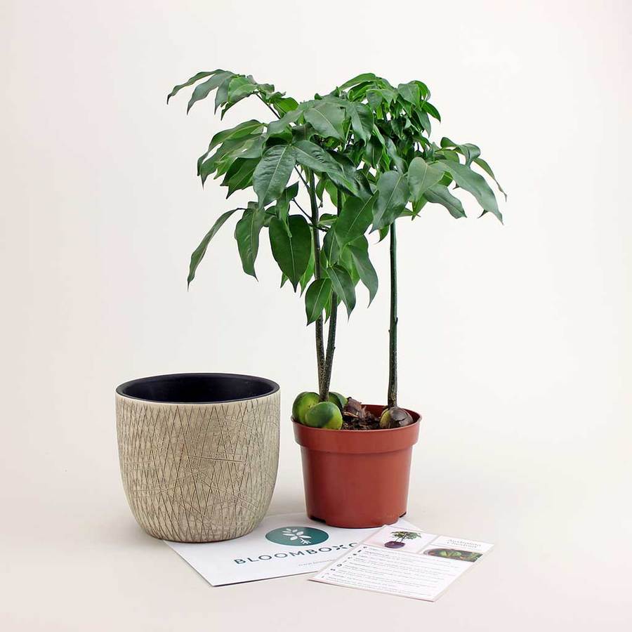 A potted plant is sitting next to a smaller potted plant.