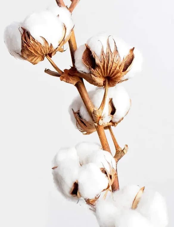 A close up of a branch of cotton flowers on a white background.