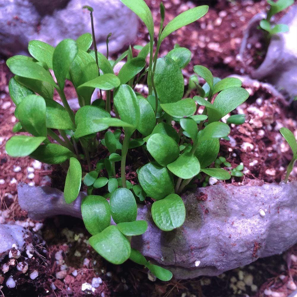 A small green plant is growing out of a rock