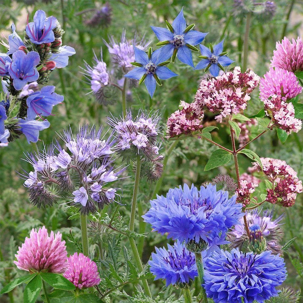 A field of purple and blue flowers with green leaves