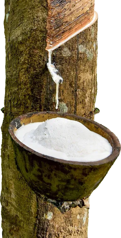 Rubber is being squeezed from a tree into a bowl.