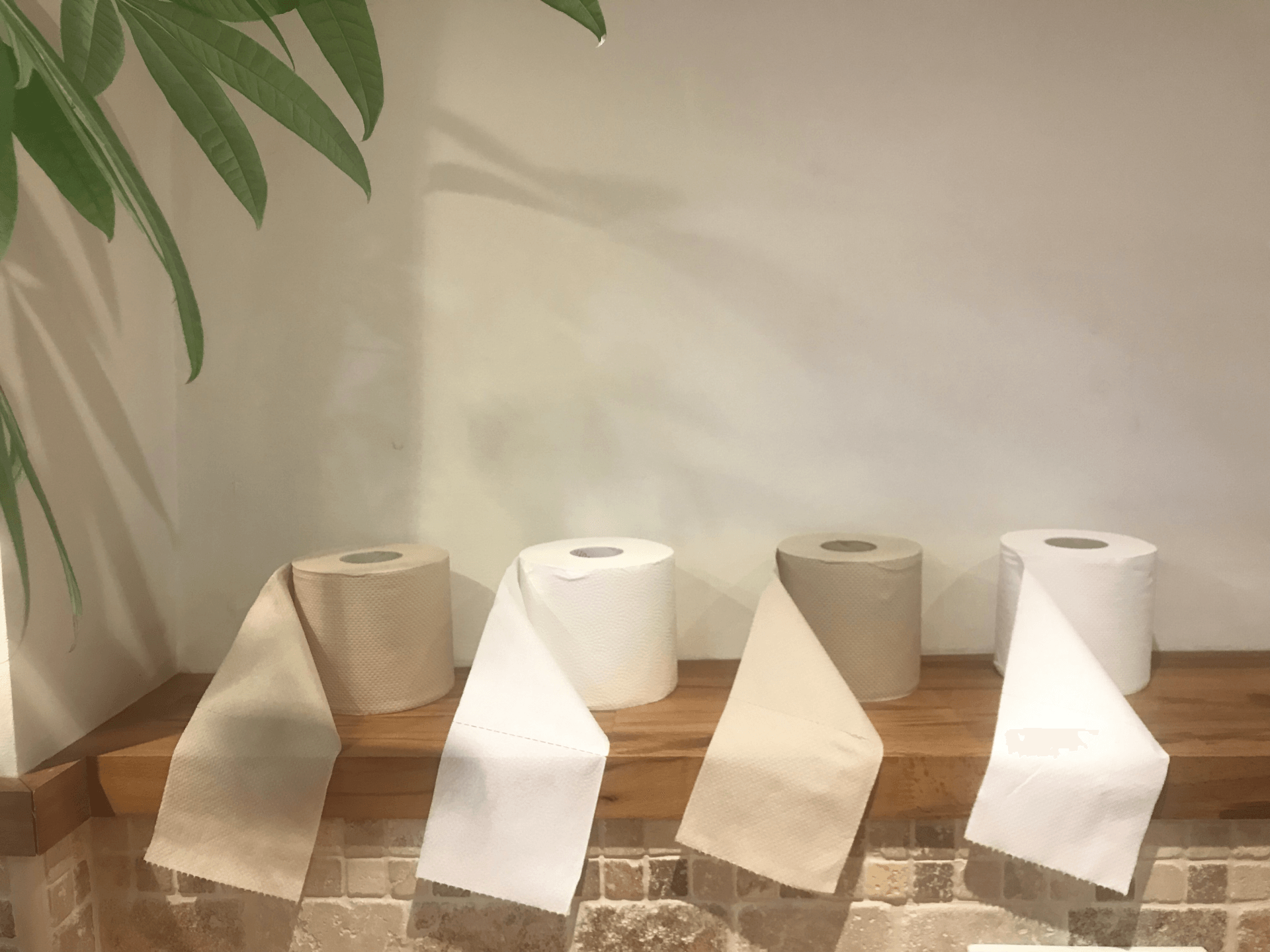 Rolls of toilet paper are lined up on a wooden shelf.