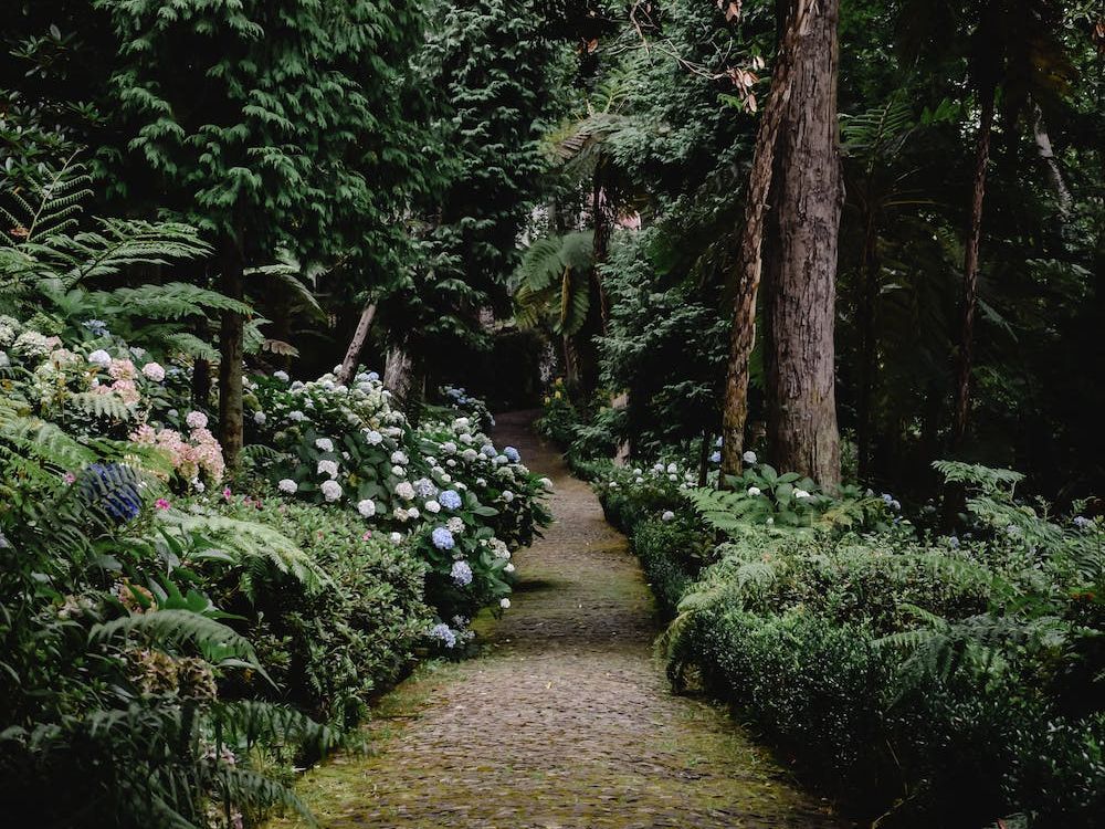 A path in the middle of a forest surrounded by trees and flowers.