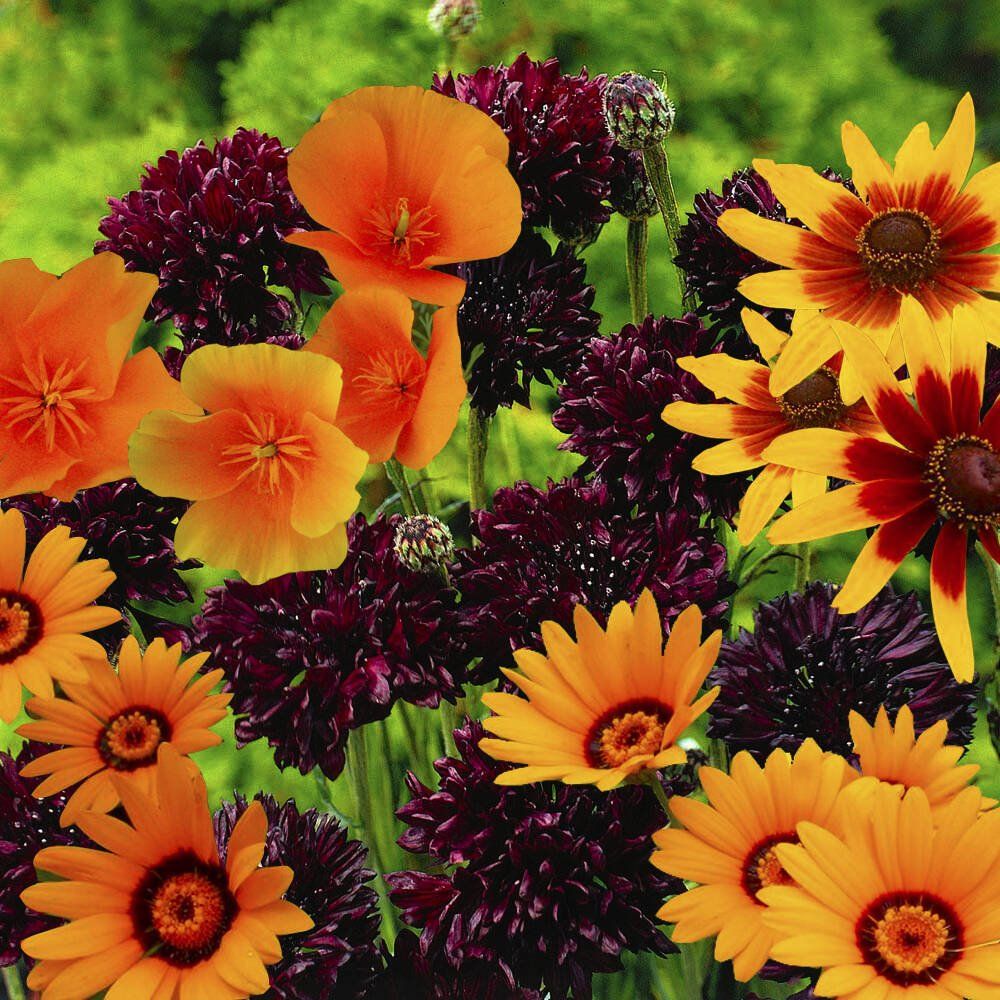 A bunch of orange and purple flowers in a garden