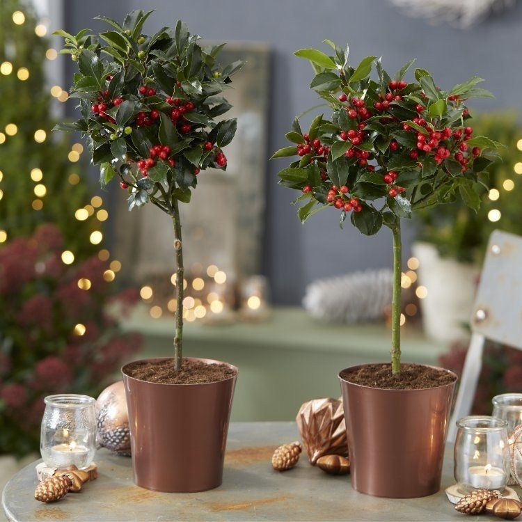 festive potted holly trees