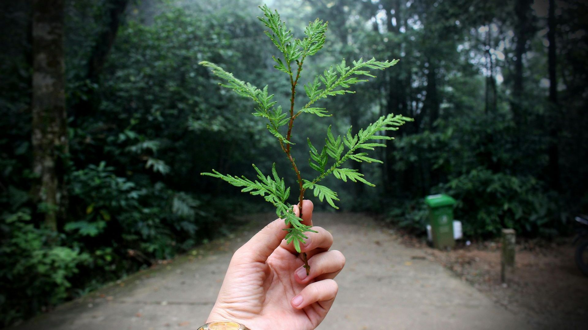 A person is holding a small green plant in their hand.