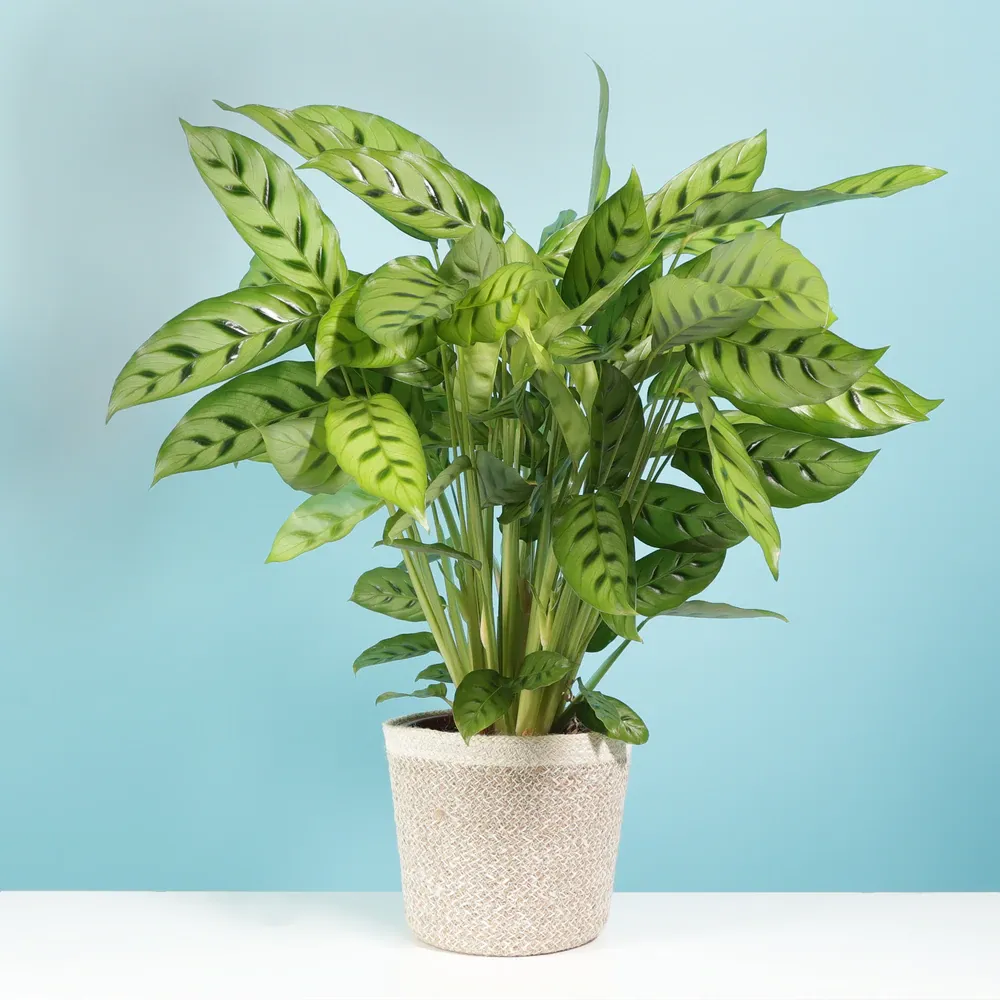 A potted plant is sitting on a table with a blue background.