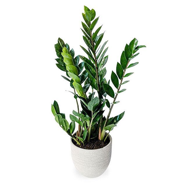 A potted plant with lots of green leaves on a white background