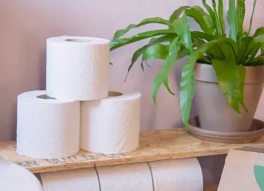 Three rolls of toilet paper are stacked on top of each other on a wooden shelf next to a potted plant.