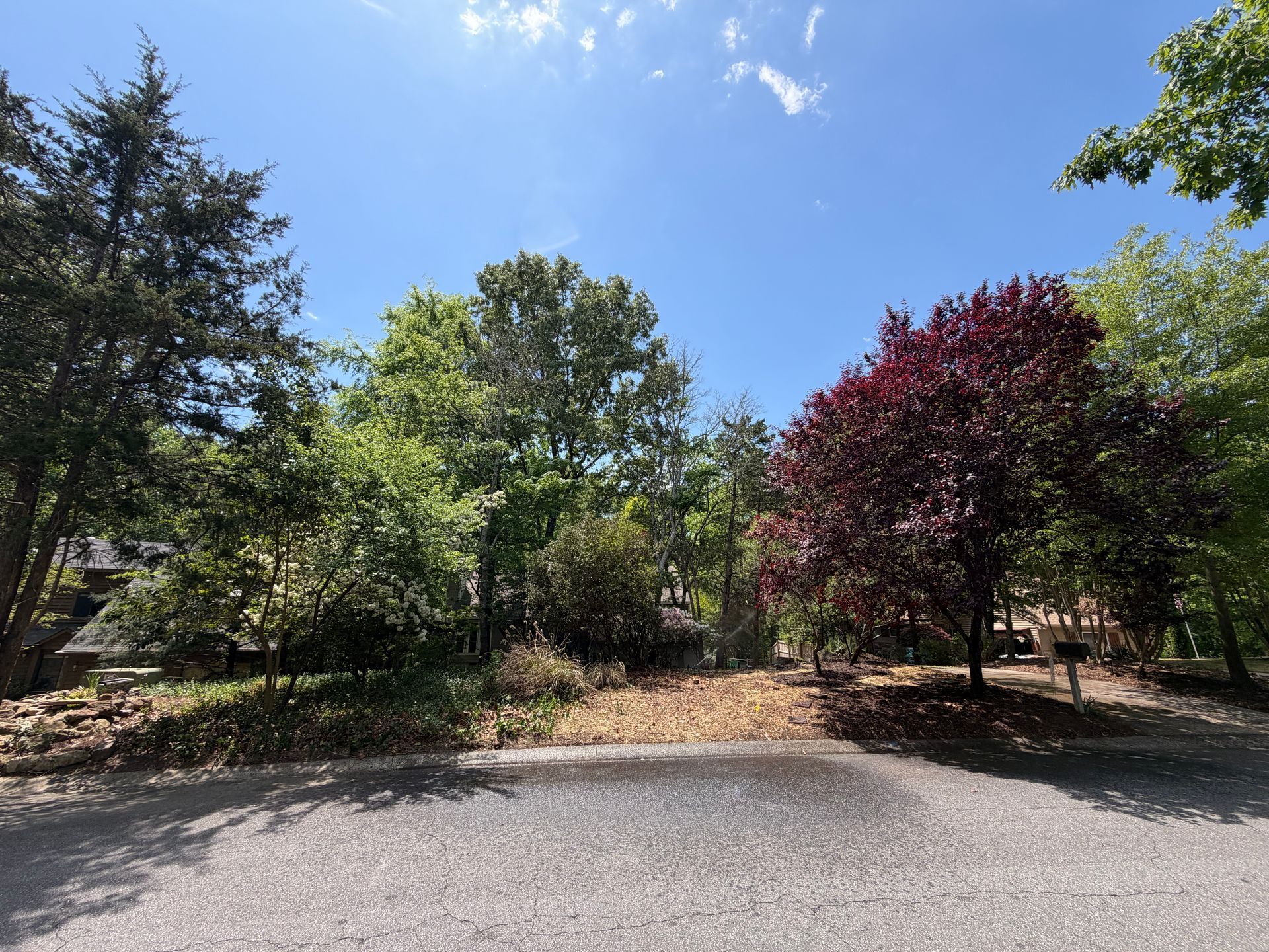 Sunny wooded park clearing with green and burgundy trees beside a paved path under a blue sky