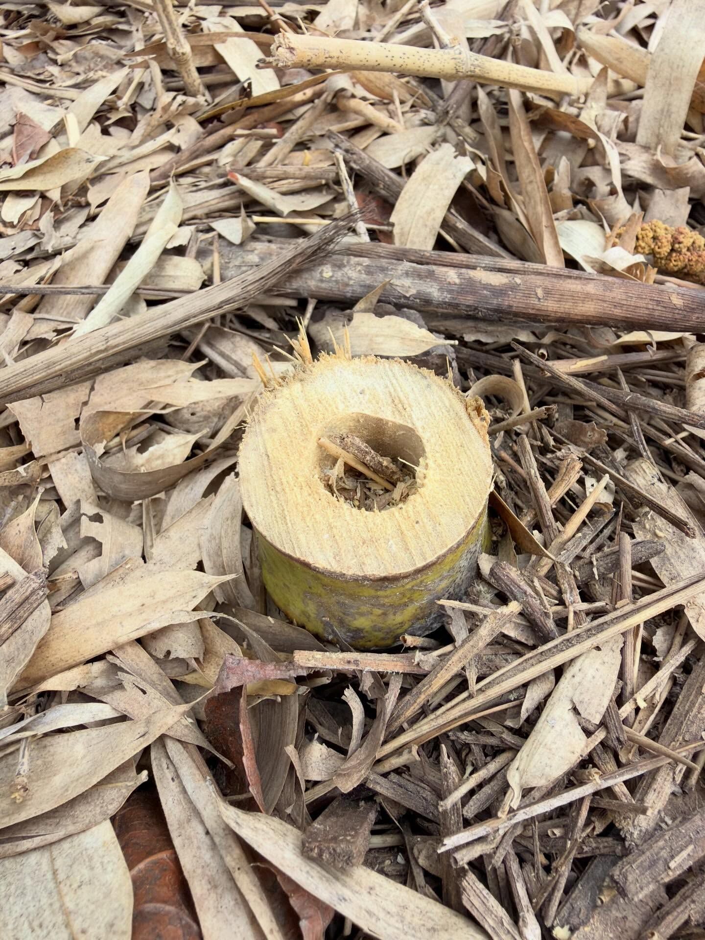 Cut tree stump with a hollow center among dry wood chips and bark pieces