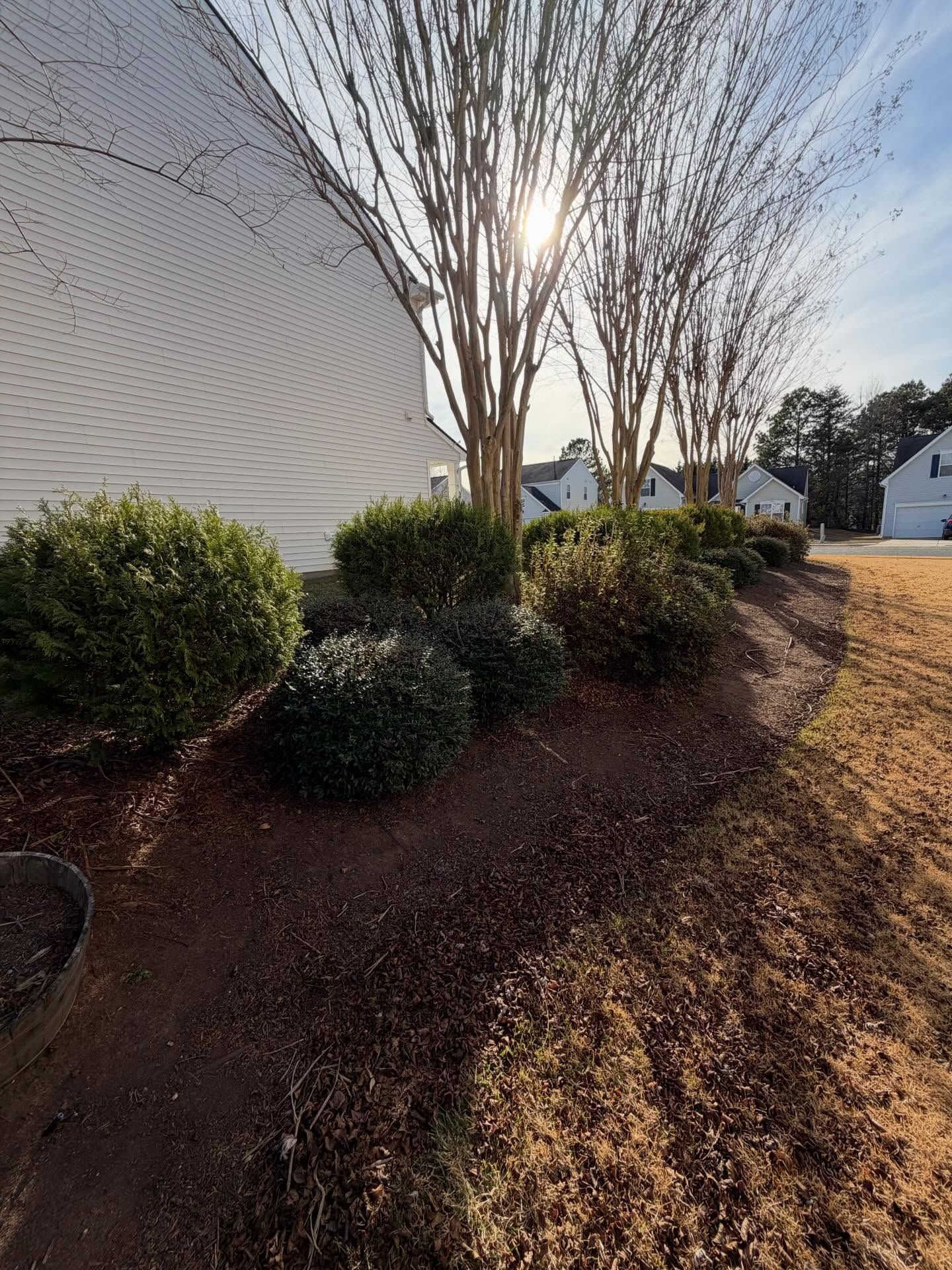 Sunlit landscaped yard with shrubs, bare trees, and a white building wall along a mulch bed