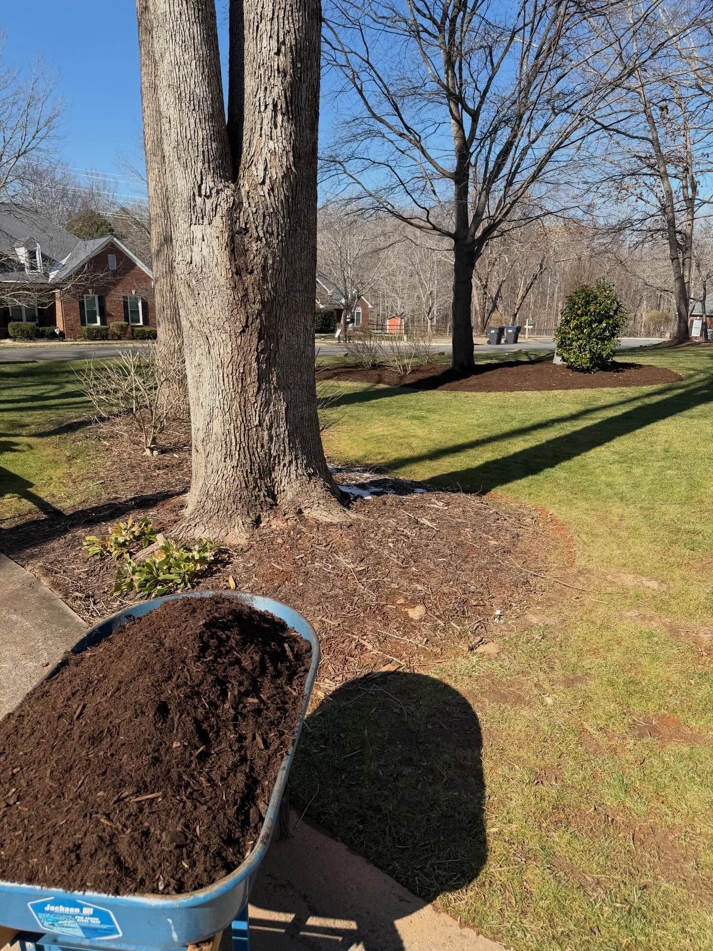 Blue wheelbarrow filled with mulch beside a large tree in a sunny suburban yard