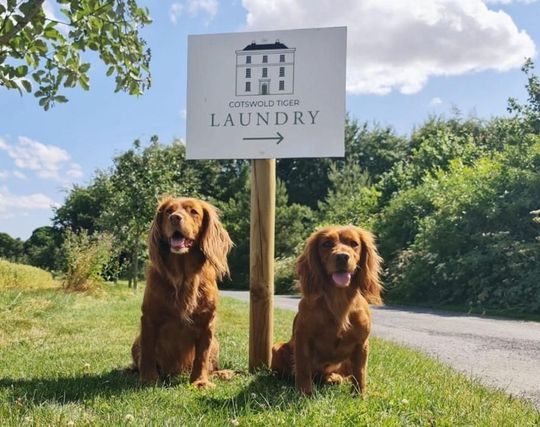 two red spaniels sitting next to white Cotswold Tiger Laundry sign