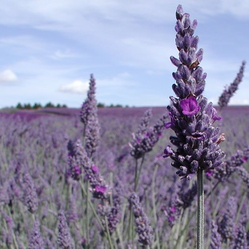 Purple Cotswold lavender field in the Cotswolds | Cotswold Tiger Laundry