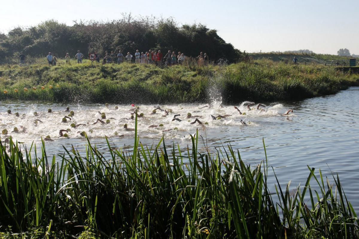 Een groep eenden zwemt in een vijver.