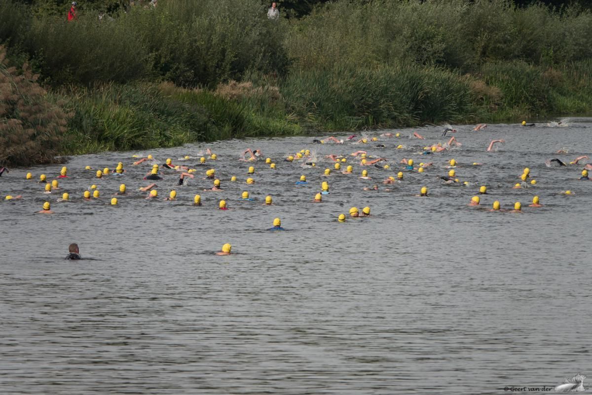 Een grote groep eenden zwemt in een meer.