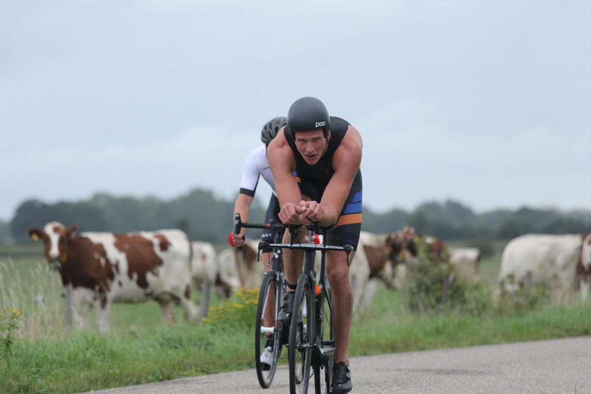 Een man fietst over een weg met koeien op de achtergrond.